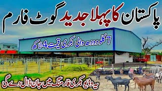 Pakistan  Biggest Modern  Goat Land Farm