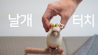 [앵무새훈련] 7회-날개 만지기 / parrot training 'wing touch'