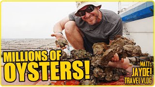 China’s Massive Oyster Farms