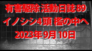 有害駆除 活動日誌89  イノシシ４頭 檻の中へ　日々前進