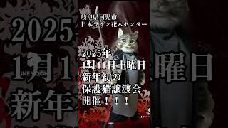 1月11日保護猫譲渡会開催‼️岐阜県可児市日本ライン花木センターにて保護猫譲渡会開催します！ #岐阜県 #猫 #東海地方 #可児市