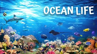 Ocean Life. Documentary: Unveiling the Mysteries Beneath the Waves