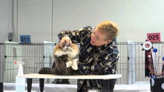 Tails and No Tales 2013 (Cat Show)