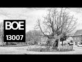 BOE Soundscape 13007 Tree talks / Boom praat: 400 jaar oude linde is beschermd monument in Massemen