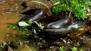 Most amazing wild animal attacks - Biggest python attacks human(new)