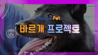 [바르개] 밖에만 나가면 물덤벙술덤벙…해피와 함께하는 올바른 산책 요령