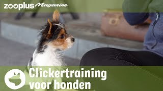Clickertraining voor honden: tips voor beginners | zooplus Magazine