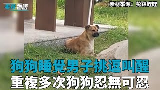 狗狗睡覺男子故意挑逗叫醒，重複多次狗狗終於忍無可忍：你有完沒完了？