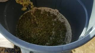 The Crush Pad - White Wine Winemaking 1