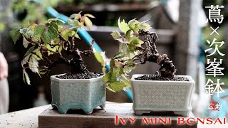 [Ivy] Cute! Make a mini bonsai of ivy in the Jiho pot [Bonsai Q]