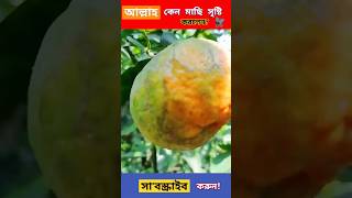 মাছি সৃষ্টি করার কারন কি?🐝🪰|| #viral #shortvideo #আল্লাহ #quran #religion