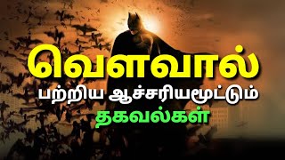 Bat Animal ( Mammal ) Facts in tamil || வௌவால் பற்றிய உண்மைகள் || Bat Bird Facts || Black Thamila