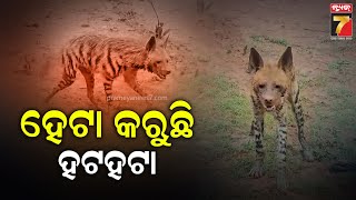 ବୋରିଗୁମ୍ମାରେ ବୁଲୁଛି ହେଟା ବାଘ, ଲୋକେ ଆତଙ୍କିତ