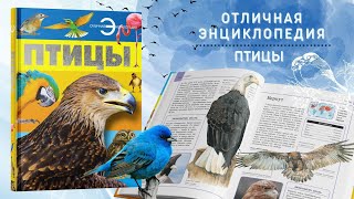 Книга, большая энциклопедия для детей, школьников Птицы для чтения, с иллюстрациями