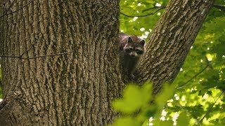 Wildlife Population Surveys