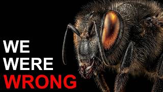 We Were Wrong About Killer Bees