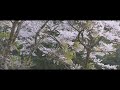 桜 空撮 2 名田庄桜並木