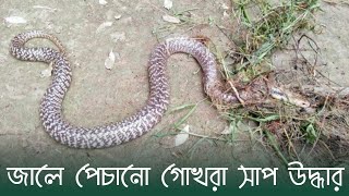 জালে পেচানো গোখরা সাপ উদ্ধার - পাথরঘাটা নিউজ