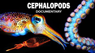 Cephalopods | Deep Sea | Documentary