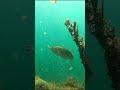 the smartest bass you ve ever seen **underwater footage**