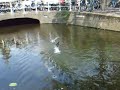 delft canal coot protecting nest 2