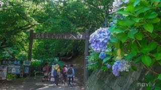 護摩堂山 あじさい園 2013 新潟県 田上町