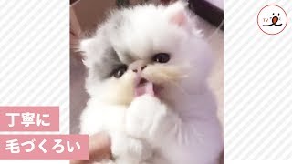 マシュマロのような子猫の、毛づくろいがとっても可愛かった…😍【PECO TV】