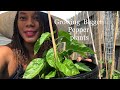 How To Take Care Of Pepper Plants and Get More Peppers Beginners Gardening Suburban Homestead