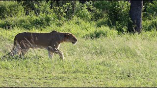 Mbiri Lions on the Hunt for a Baby Wildebeest