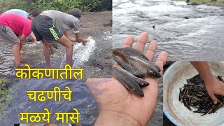 चढणीचे मळये मासे । कोकणातील व्हाळातील मासे । fishing । प्रवाहाच्या उलट दिशेने चढणारे  साये मासे