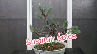 Sustitución de ápice en Pinus pinea