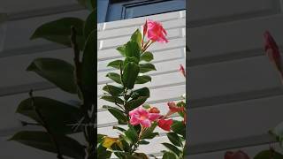 Brazilian Jasmine | Mandevilla sanderi