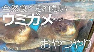 おやつを奪われるウミガメさん【SUMASUI】ウミガメさんの背後からおやつを狙う視線ウミガメさんはおやつを守り切れるのか!?