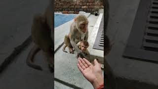 cute monkey baby 🥰😍💕💞 #shorts #monkey #short #shortvideo #shortsvideo