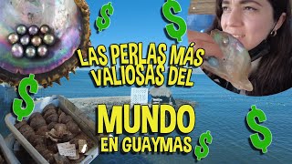 Conocemos las Perlas del Mar de Cortez! las MÁS VALIOSAS DEL MUNDO 💎💰