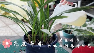 兰花怎么养一个视频教会你！How to raise orchids, a video teaches you！