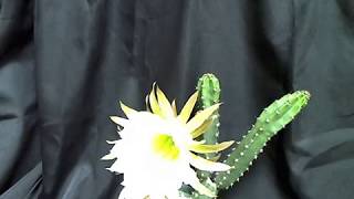 サボテン開花タイムラプス「ハリシア・袖ヶ浦」 | Time-lapse video of flower of Cactus \