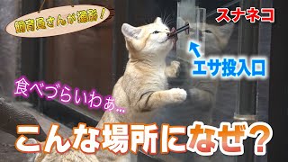 スナネコの赤ちゃん 食事トレーニングの秘密！