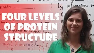 Four Levels of Protein Structure (Primary, Secondary, Tertiary, Quaternary)