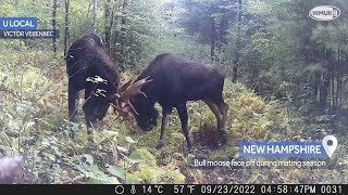 Here are the top u local New Hampshire moose videos from 2022