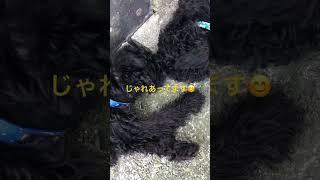 ワンちゃん🐶じゃれあいin箱根動物ランド抱っこしてzoo