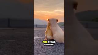 Unlikely Best Friends! 🐶🦆 Puppy \u0026 Duckling’s Adorable Bond ❤️#CuteFriends #AnimalFriendship