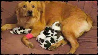 Dog Gives Birth, Then Doctors Realize They’re Not Puppies