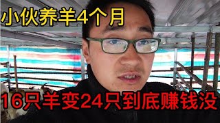 养羊到底赚钱吗？小伙养羊4个月圈里有啥变化？未来有希望盈利吗