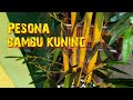 Pesona bambu kuning || bambu kuning hiasan