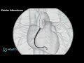 kalp damarları koroner arterler