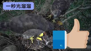 【鳳頭蒼鷹】鷹媽拔毛神技－2021 大安森林公園育雛直播｜黃N2阿母