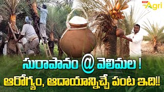 Eetha Kallu, Toddy | Palm Trees Cultivation | సురాపానం..! ఆరోగ్యం, ఆదాయానిచ్చే పంట.. Tone Agri