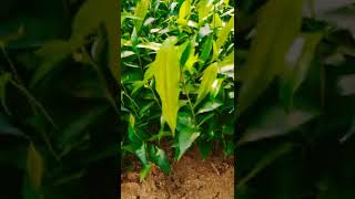 দেবদারু গাছ | অশোক গাছ |Fir Tree in Bengal | Ayan 4 u