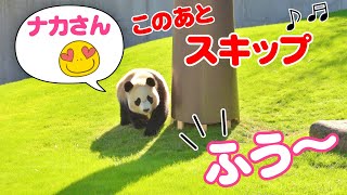 パンダふうひん😍飼育員さんに駆け寄った🤣もちろんズッコケのオチあり（爆笑）